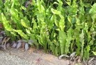Watsonia Northresidential-landscaping-27.jpg; ?>
