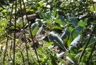 Watsonia Northresidential-landscaping-2.jpg; ?>