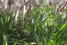 Watsonia Northresidential-landscaping-31.jpg; ?>