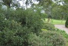 Watsonia Northresidential-landscaping-35.jpg; ?>