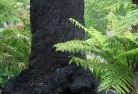 Watsonia Northresidential-landscaping-37.jpg; ?>