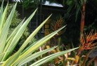 Watsonia Northresidential-landscaping-54.jpg; ?>